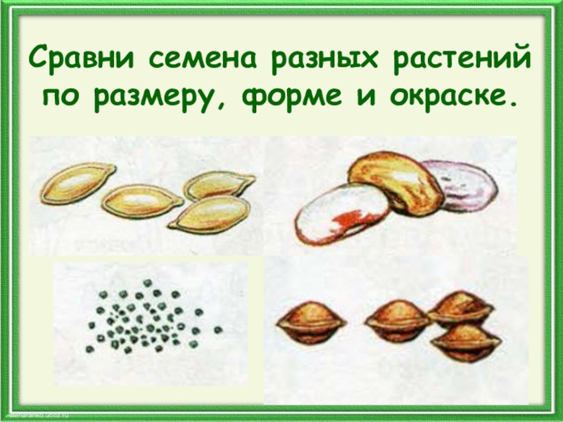 Сравнение семян растений. Форма семян. Семена разных растений. Формы семян растений. Семена форма и окраска.